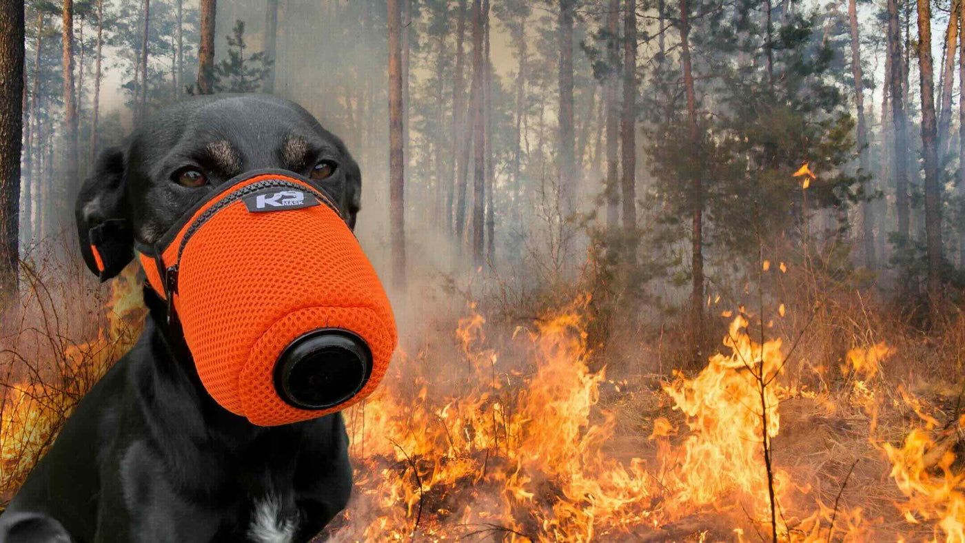 2024 Risk Wildfires Smoke Impact on Dog Health Protective Gear K9 Air Filter Smoke Gas Mask