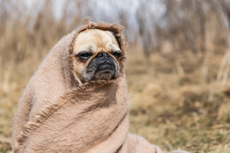 Valley Fever health problems for dogs and pets in desert southwest of Arizona