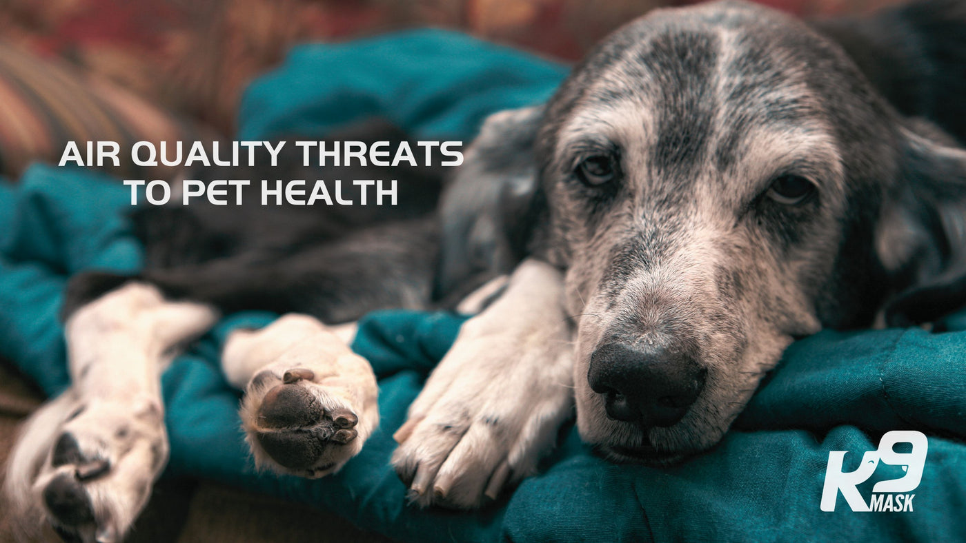 future air quality threats to pet and dog health