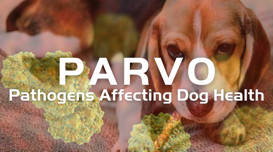 Preventing Parvo and Pathogens From Spreading to Dogs