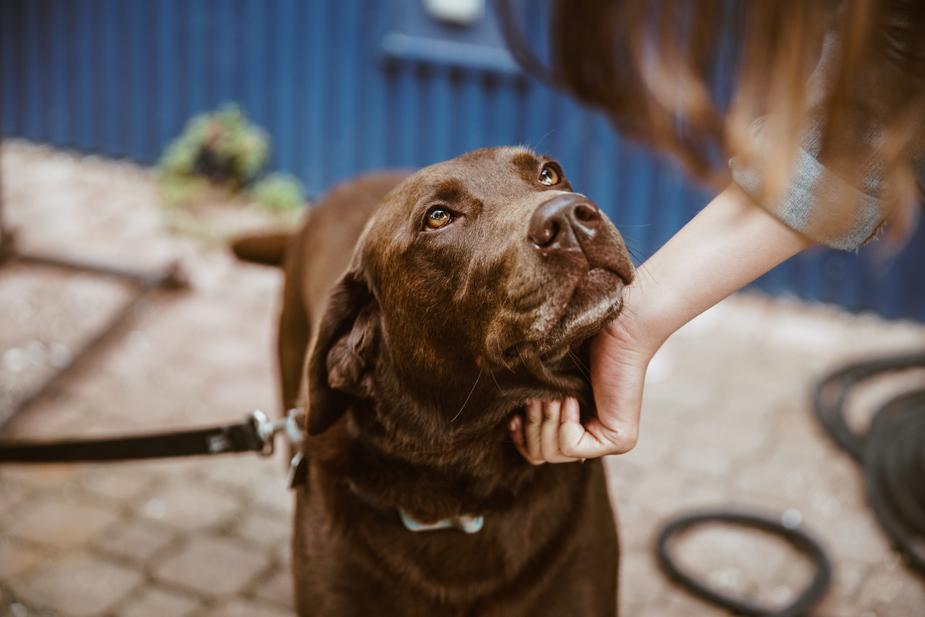 Safety Plan for Your Dog During Wildfire Smoke