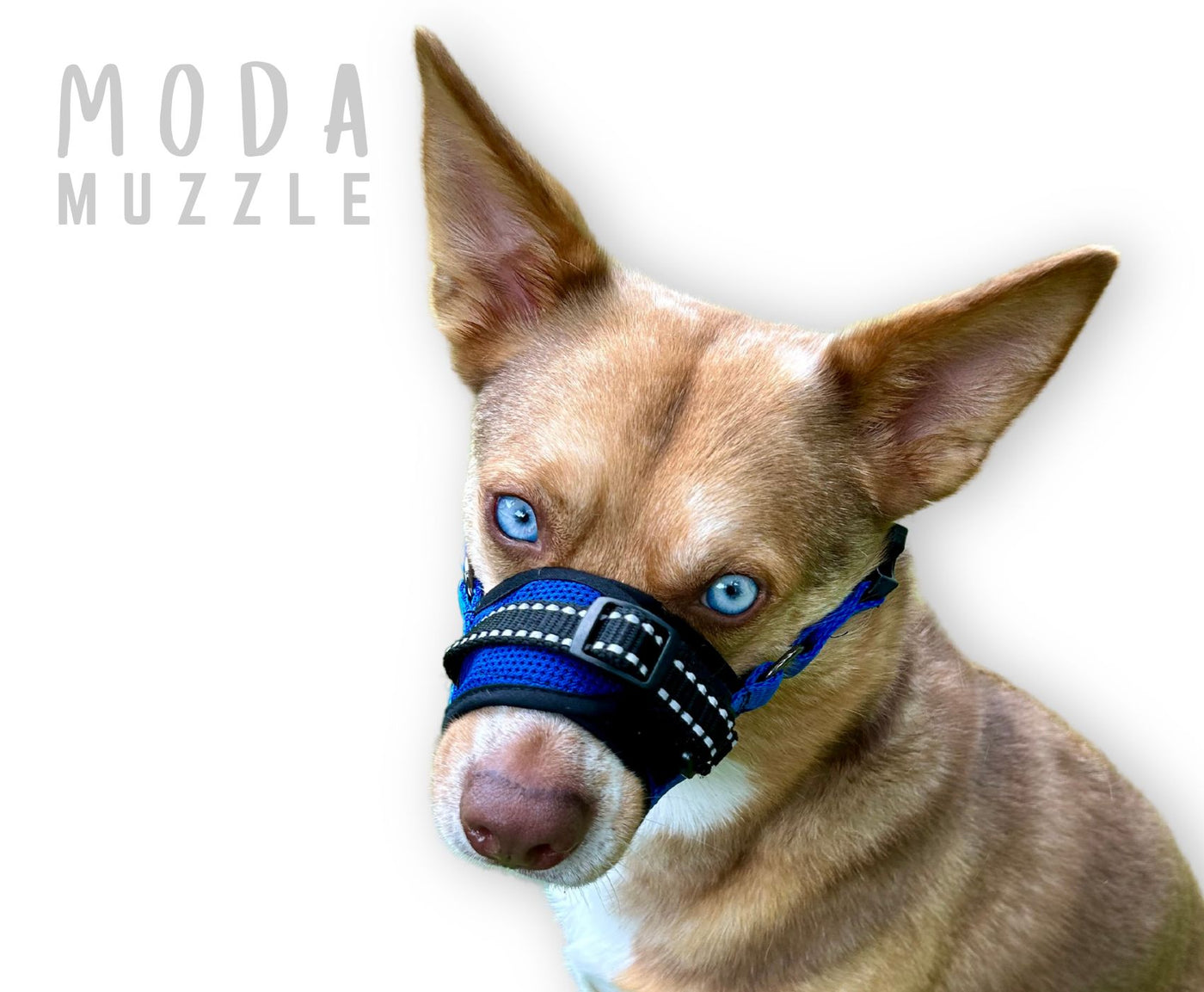 Training a Dog to Wear a Moda Muzzle Best Comfort Mesh Groomer Trainer Pet Owner