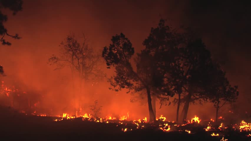 Wildfire smoke affect on dogs needing air pollution filter mask